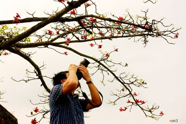 Yêu lắm mùa hoa Gạo tháng Ba