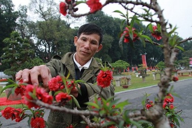 Đào thất thốn - Một nghề chơi công phu tại đất kinh kỳ