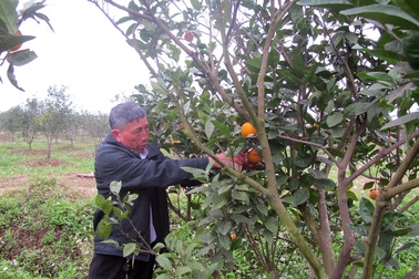 Nghệ An: Cam Xã Đoài khan hiếm ngày cận tết