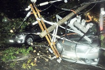 Cây xanh đè hàng loạt ô tô ở trung tâm TPHCM