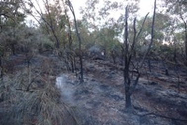 Hơn 5 hecta rừng phòng hộ bị “bà hỏa” thiêu rụi