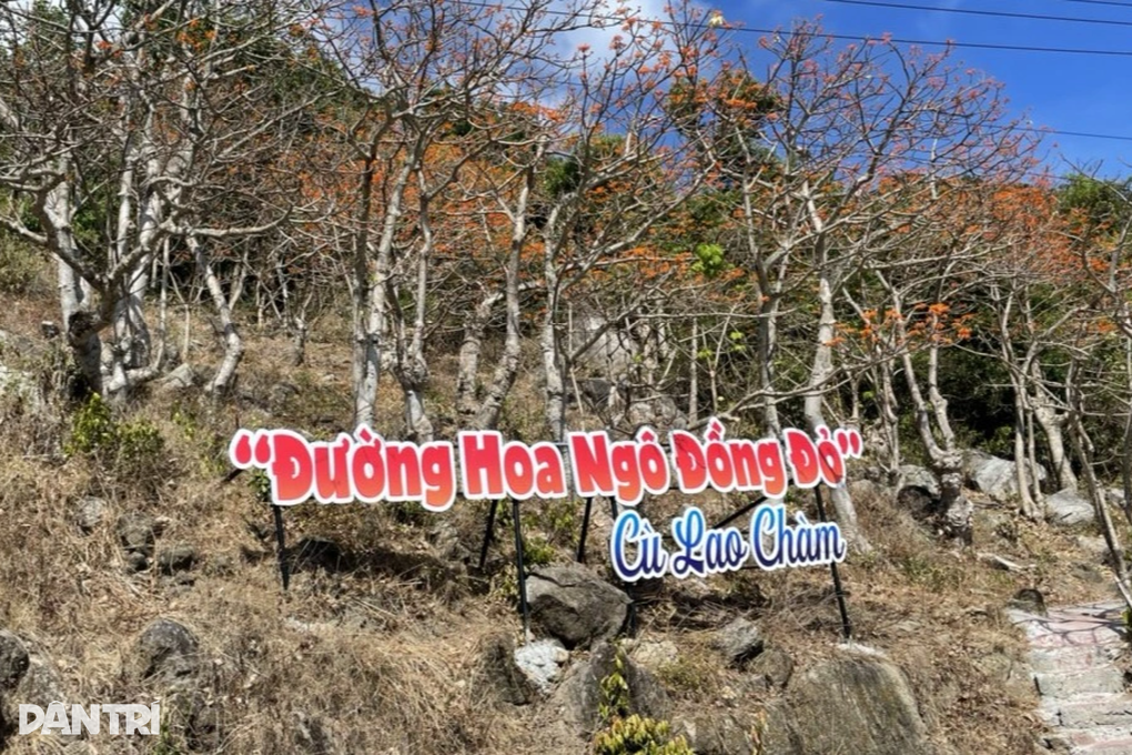 Rực rỡ mùa hoa ngô đồng ở đảo Cù Lao Chàm - 1 Rực rỡ mùa hoa ngô đồng ở đảo Cù Lao Chàm - 1