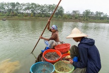 Nhọc nhằn nghề cào hến trên sông Lèn