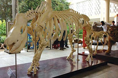 Xây Bảo tàng Thiên nhiên Việt Nam tại Hà Nội