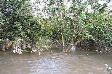 Sạt lở đê, hàng chục hộ dân mất Tết