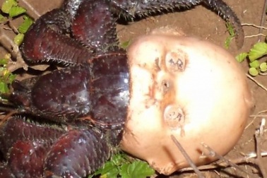 Rùng mình sinh vật dùng đầu búp bê làm vỏ, kéo đi khắp nơi