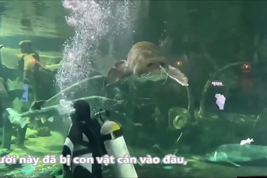 Thợ lặn trong công viên nước bất ngờ bị cá tầm khổng lồ tấn công