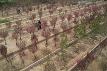 Toàn cảnh vùng đào Nhật Tân rực rỡ sắc màu của Tết