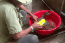 Sóc Trăng: Con cua biển nặng 1,7kg được bán với giá hơn 4 triệu đồng