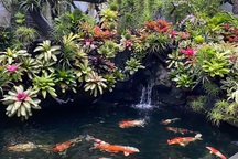 Mê mẩn khu vườn tiên cảnh rộng 300m2 toàn cây đắt đỏ của mẹ đảm ở Cần Thơ