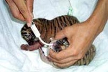 Chuyện hy hữu: cọp sinh 5 ở TPHCM