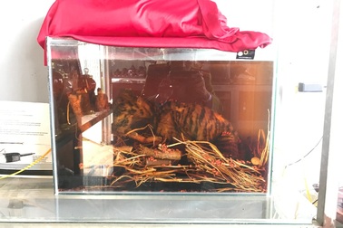 Cơ sở sản xuất mỹ nghệ tàng trữ... 2 xác hổ