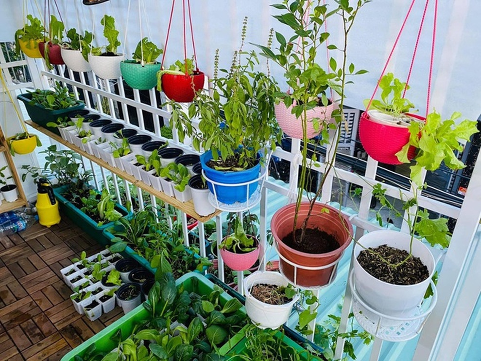 Những khu vườn ban công nhỏ mà có võ, tràn ngập rau trái sum suê - 2 Những khu vườn ban công nhỏ mà có võ, tràn ngập rau trái sum suê - 2
