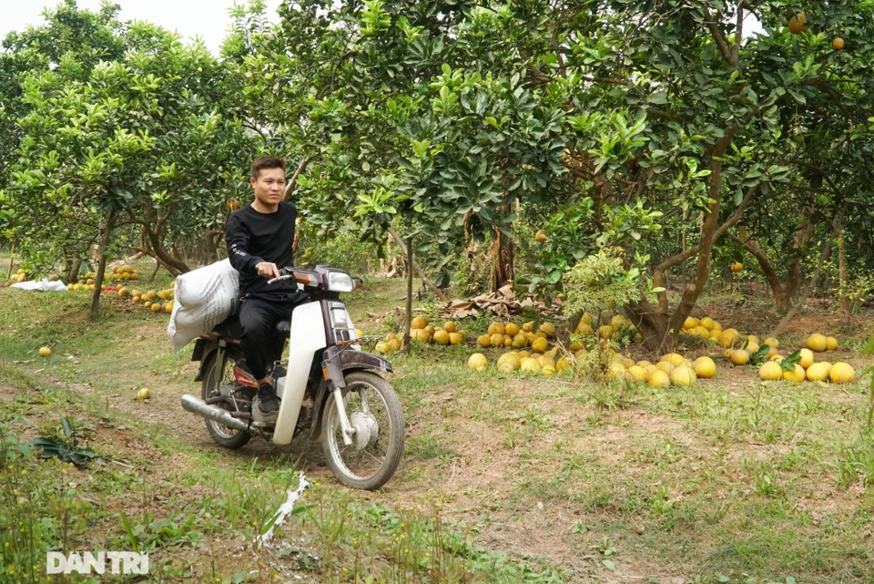 Thủ phủ bưởi Diễn tất bật thu hoạch dịp Tết Nguyên đán - 10 Thủ phủ bưởi Diễn tất bật thu hoạch dịp Tết Nguyên đán - 10
