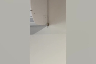 Chủ nhà giật mình khi nhìn thấy rắn chui ra từ điều hòa nhiệt độ