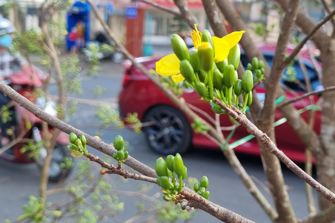 Mai rừng ùn ùn xuống phố, thu hút khách rước xuân về nhà đón Tết - 6 Mai rừng ùn ùn xuống phố, thu hút khách rước xuân về nhà đón Tết - 6