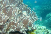 Phục hồi rạn san hô ở Nha Trang