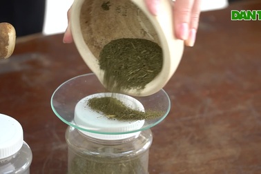 Nhóm học sinh Cần Thơ sáng chế trà túi lọc từ lá chùm ngây