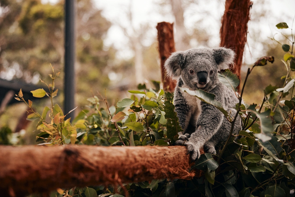 Những lát cắt kỳ thú của hệ sinh thái Sydney và New South Wales, Úc - 2 Những lát cắt kỳ thú của hệ sinh thái Sydney và New South Wales, Úc - 2