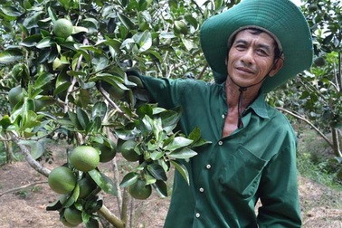 Nhà nông "bắt" đất phèn "đẻ" tiền tỷ