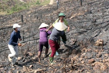 Quảng Bình: Hàng chục hộ dân ngang nhiên lấn chiếm đất rừng để trồng keo