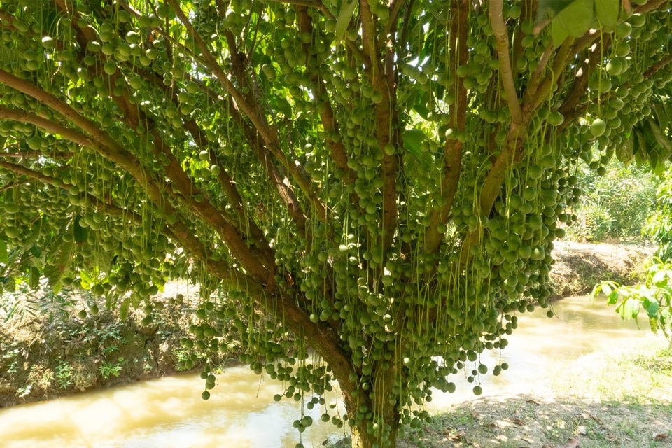Ngắm vườn dâu xanh siêu lùn, trái mọc chi chít từ gốc đến ngọn - 3 Ngắm vườn dâu xanh siêu lùn, trái mọc chi chít từ gốc đến ngọn - 3