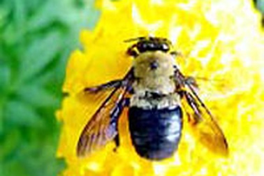 Cách dùng thuốc khi bị động vật cắn, côn trùng đốt 