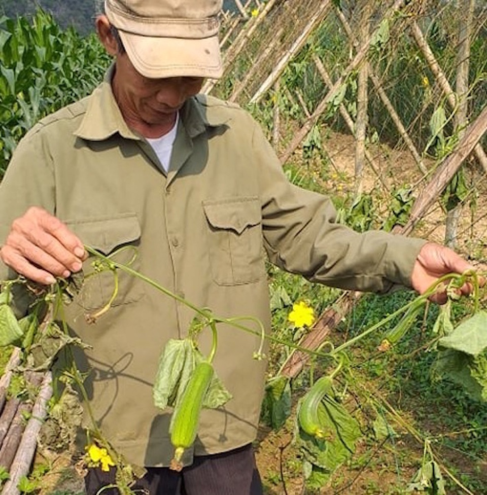 Vườn mướp sắp đến kỳ thu hoạch bị chặt phá tan hoang - 1 Vườn mướp sắp đến kỳ thu hoạch bị chặt phá tan hoang - 1