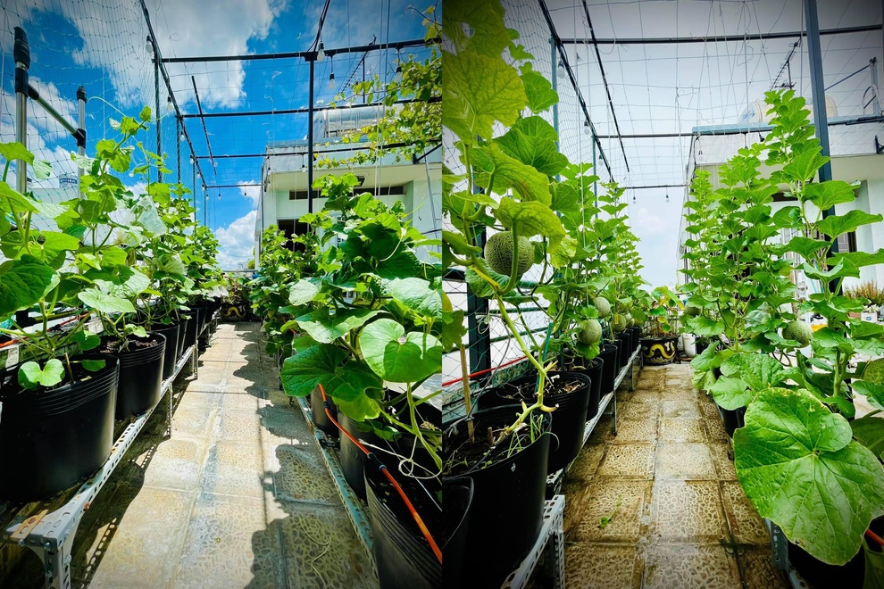 Những gia đình Việt sống khỏe nhờ vườn sân thượng xanh tốt giữa mùa dịch - 12 Những gia đình Việt sống khỏe nhờ vườn sân thượng xanh tốt giữa mùa dịch - 12