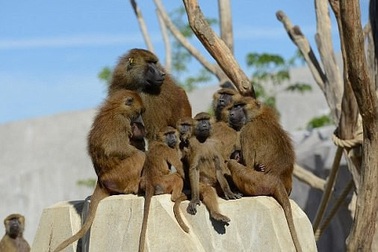 Vườn thú phong tỏa khẩn cấp vì 52 con khỉ đầu chó sổng chuồng