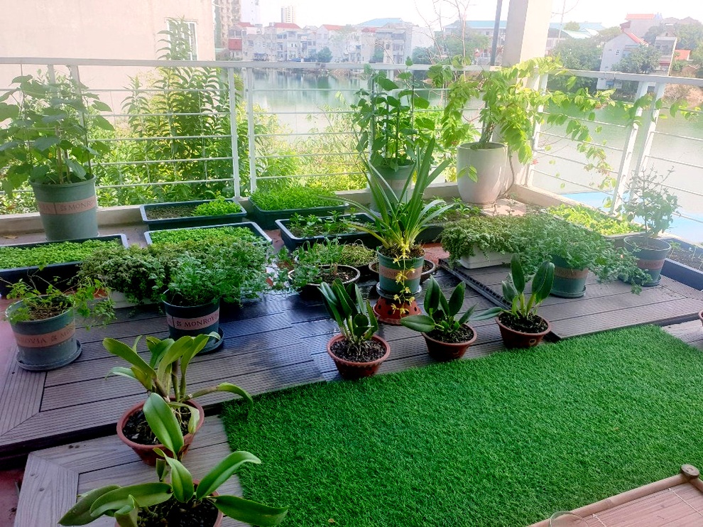 Cô gái Phú Thọ rèn tính kiên nhẫn nhờ làm vườn, trồng rau trên sân thượng - 1 Cô gái Phú Thọ rèn tính kiên nhẫn nhờ làm vườn, trồng rau trên sân thượng - 1