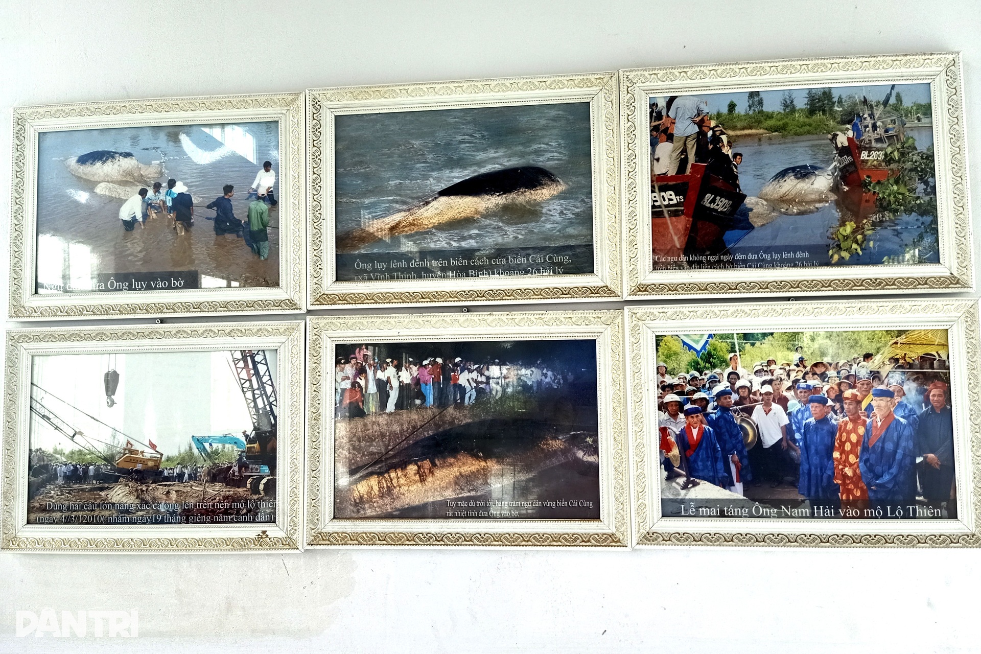 Về cửa biển Cái Cùng chiêm ngưỡng ngọc cốt cá Ông dài nhất, nhì miền Tây - 11 Về cửa biển Cái Cùng chiêm ngưỡng ngọc cốt cá Ông dài nhất, nhì miền Tây - 11