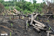 Khởi tố kiểm lâm, cán bộ lâm nghiệp để rừng bị "cạo trọc"