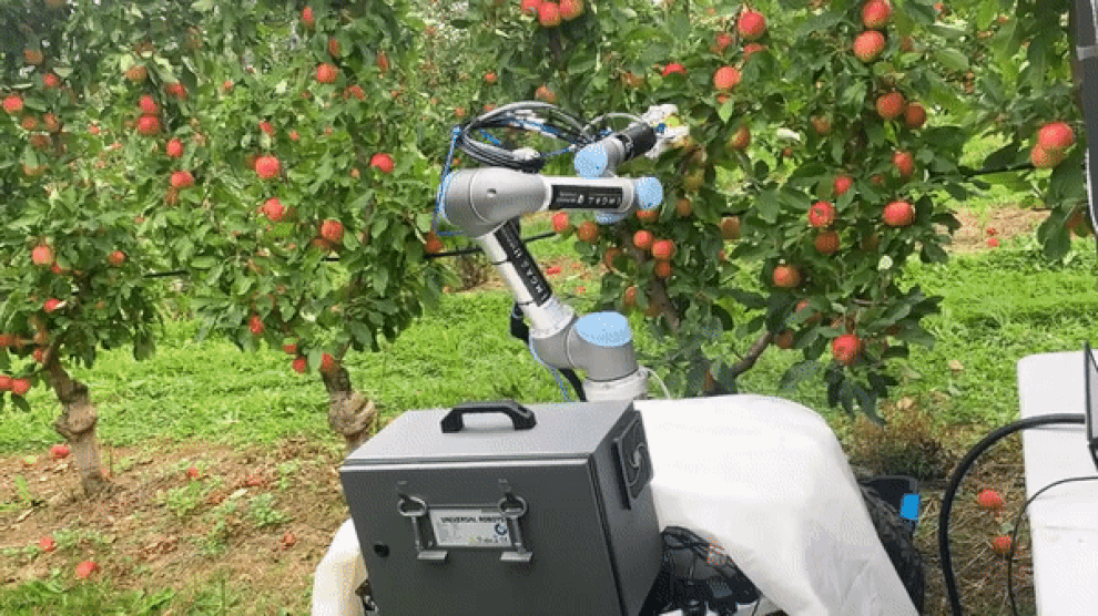 Tròn mắt với robot làm việc bất kể nắng mưa, hái táo chỉ 7 giây - 2 Tròn mắt với robot làm việc bất kể nắng mưa, hái táo chỉ 7 giây - 2