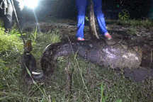 Trăn gấm dài hơn 5m nuốt chửng chó nhà