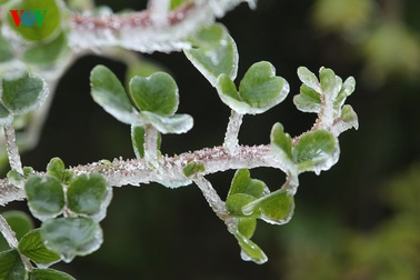 Du khách thích thú chụp ảnh cùng băng tuyết Sapa