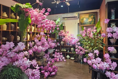 Mẹ đảm ở Hà Nội chịu chơi, mua hàng nghìn bông sen cắm khắp phòng 40m2