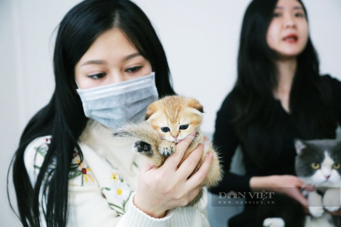 Nghề độc lạ: Chăm sóc và ngủ cùng mèo xuyên Tết kiếm bạc triệu mỗi ngày - 3 Nghề độc lạ: Chăm sóc và ngủ cùng mèo xuyên Tết kiếm bạc triệu mỗi ngày - 3