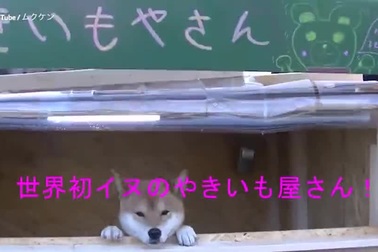 Chú chó quản lý khiêm thu tiền ở cửa hàng bán khoai lang nướng