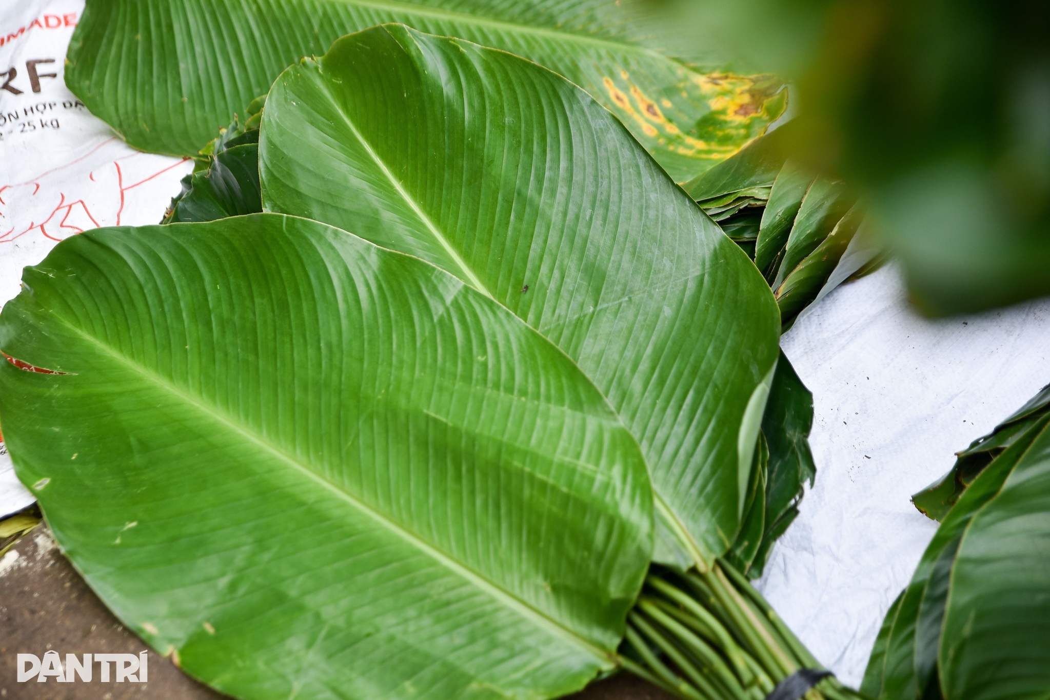 Obchodníci prodávají listy dongu na ročním trhu v Ho Či Minově Městě - 3 Tiểu thương bán tháo lá dong tại khu chợ một năm mở một lần ở TPHCM - 3