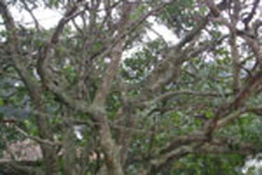 “Giếng thần” và hai cây lộc vừng 700 năm tuổi 