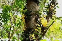 Tận mắt vườn lan rừng lớn nhất Việt Nam, với 200 loại "hiếm có, khó tìm"