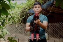 Gà Đông Tảo được cho ăn thịt bò, nằm điều hòa chờ đại gia rinh về biếu Tết