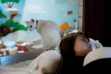 Khách sạn Nhật Bản thu hút du khách nhờ… mèo