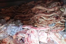 Trữ đông 38 tấn thịt lợn chết, nhiễm dịch tả châu Phi chờ bán ra thị trường