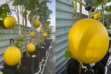 Mẹ đảm Đà Nẵng làm vườn sân thượng trồng rau, dưa, thu hoạch hơn 100kg/vụ