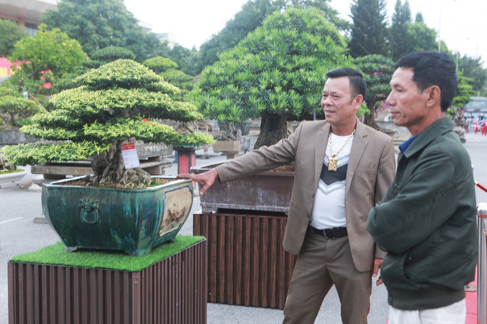 Chiêm ngưỡng cây mai chiếu thủy đoạt giải vàng có giá hơn 1 tỷ đồng - 3 Chiêm ngưỡng cây mai chiếu thủy đoạt giải vàng có giá hơn 1 tỷ đồng - 3