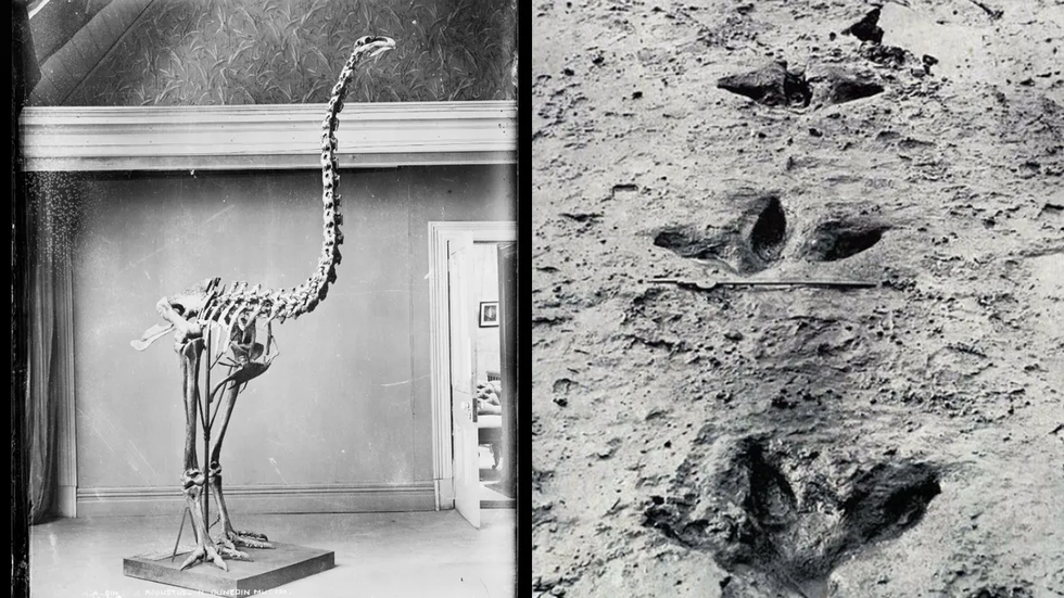 Các nhà khoa học sắp hồi sinh loài “khủng long có cánh” đã tuyệt chủng - 4 Các nhà khoa học sắp hồi sinh loài “khủng long có cánh” đã tuyệt chủng - 4