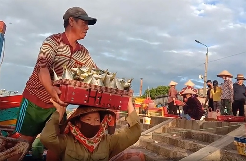 Ngư dân phấn chấn vì liên tục trúng đậm vụ cá, mực - 4 Ngư dân phấn chấn vì liên tục trúng đậm vụ cá, mực - 4