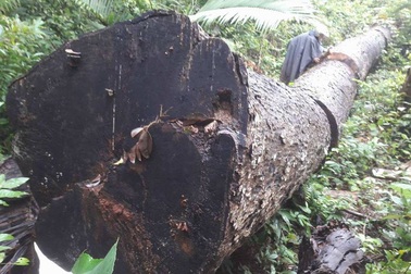 Tỉnh chỉ đạo kiểm tra việc rừng bị “xẻ thịt” ở Kbang